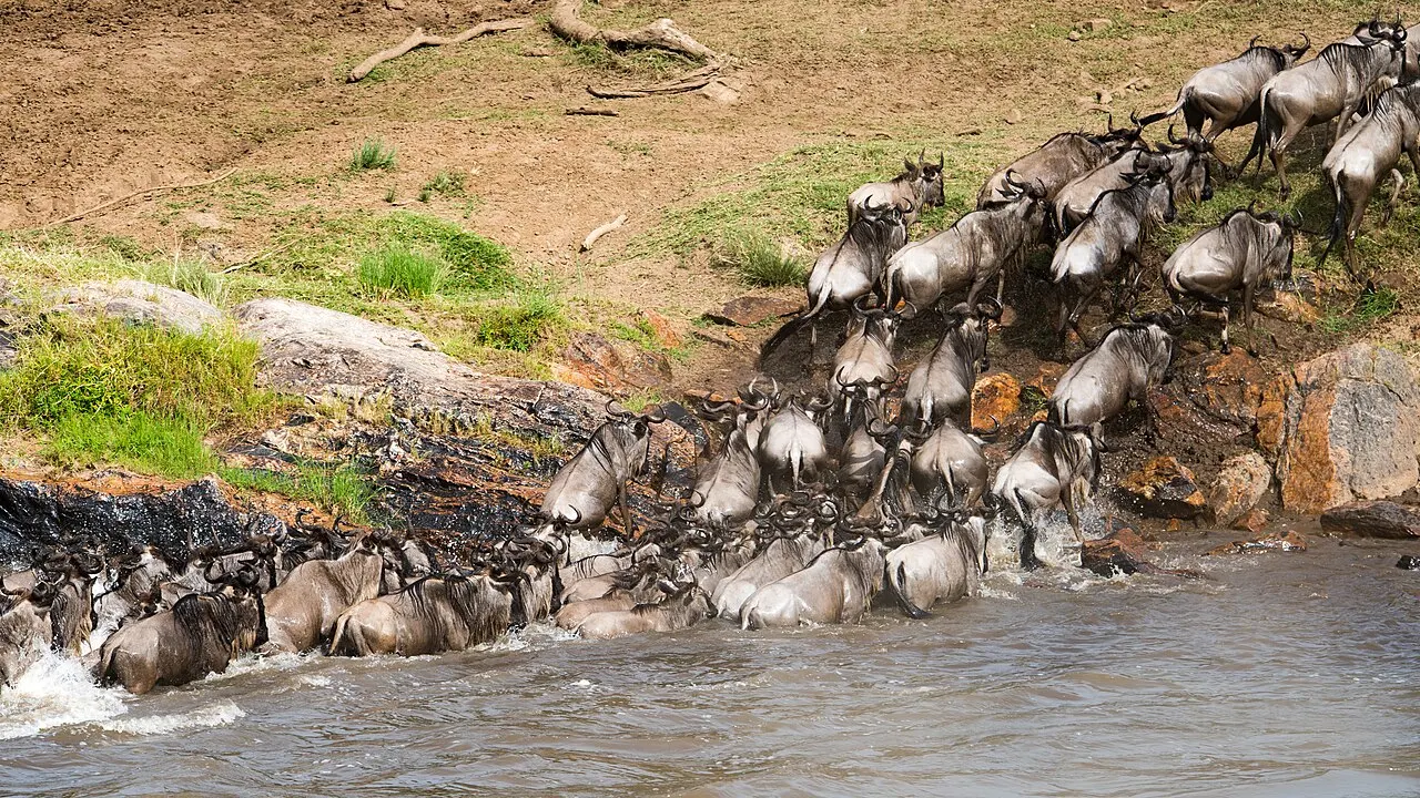 A column of wildebeest crossing the Mara River and climbing the far bank in the northern Serengeti