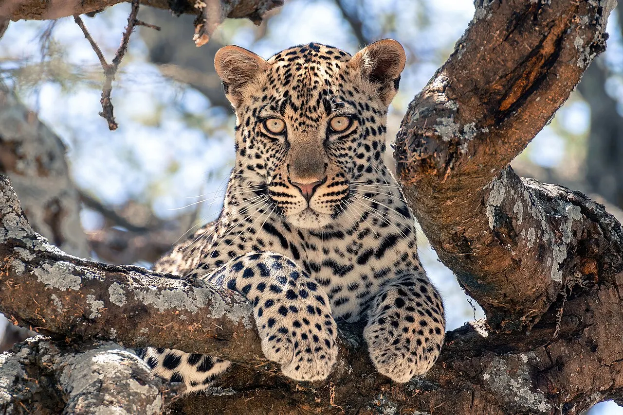 A juvenile leopard perched in a tree in the Serengeti National Park, gazing toward the camera