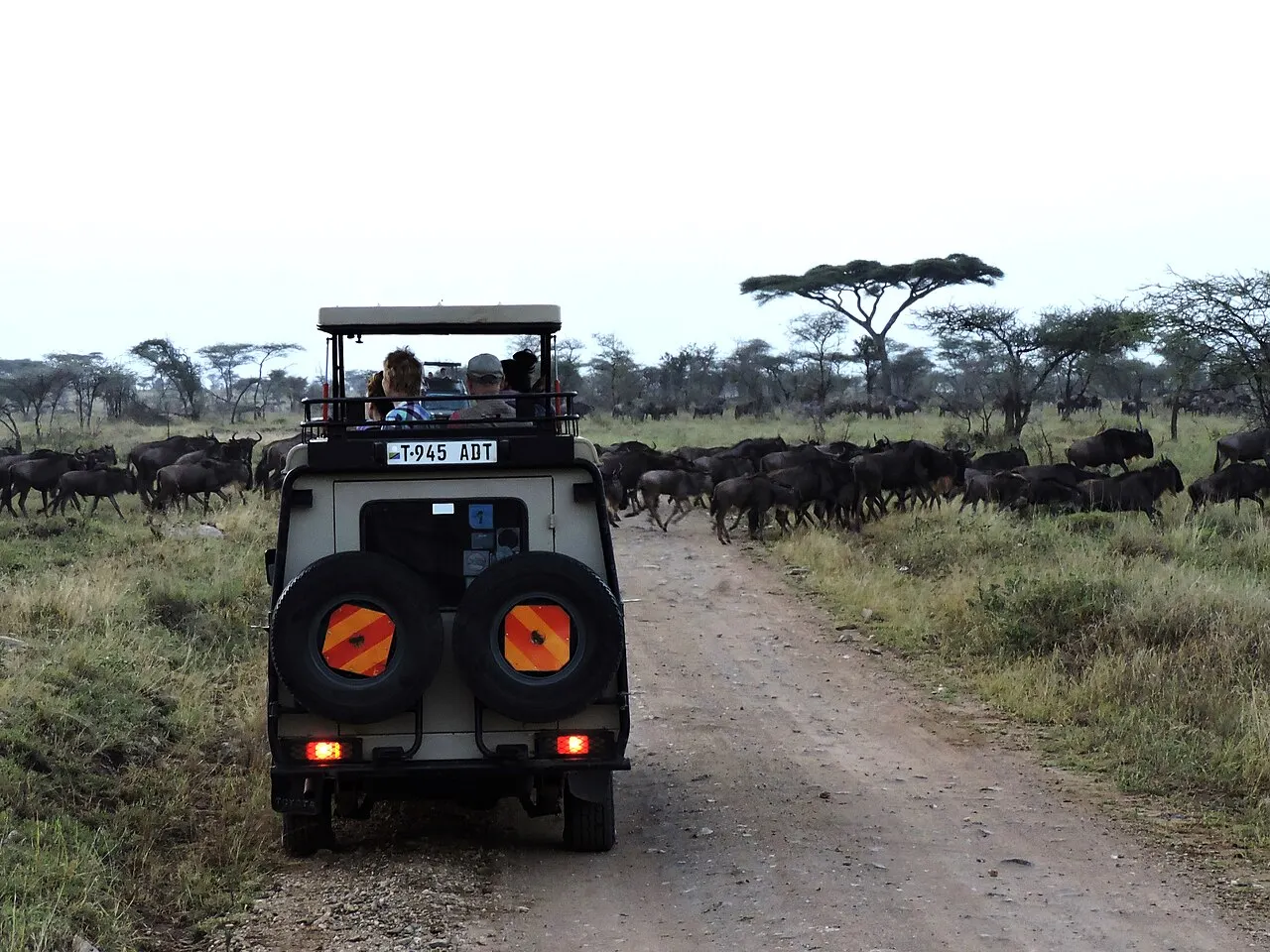 A single safari vehicle on a quiet track across the open Serengeti plains in soft light